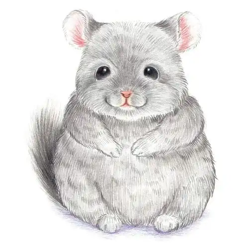 彩铅教程呆萌小动物龙猫