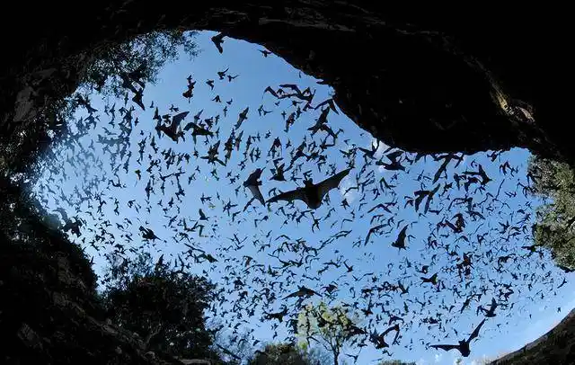 科学家发现巨型吸血蝙蝠的化石翼展达50厘米距今10万年