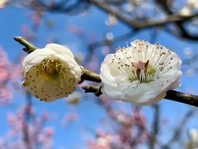素白台阁梅,花中有花