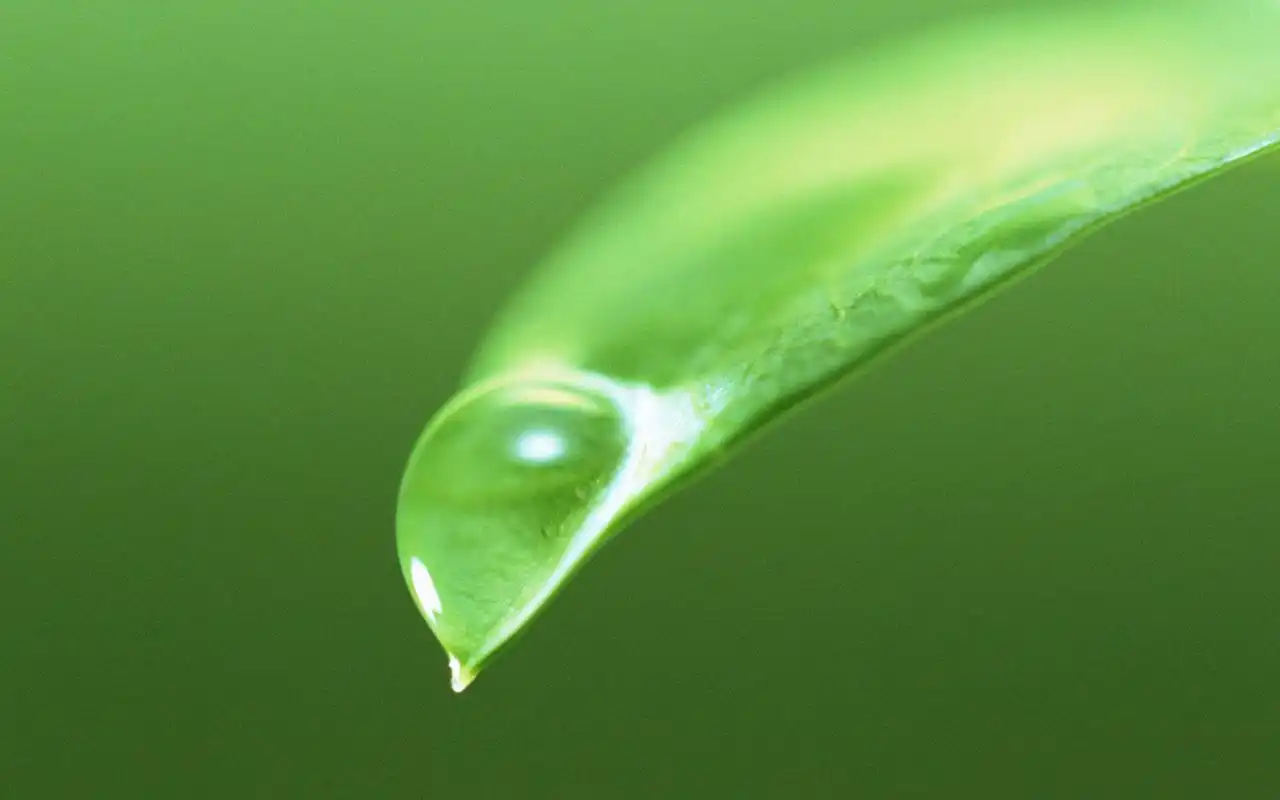 精选绿色嫩芽水珠高清护眼壁纸
