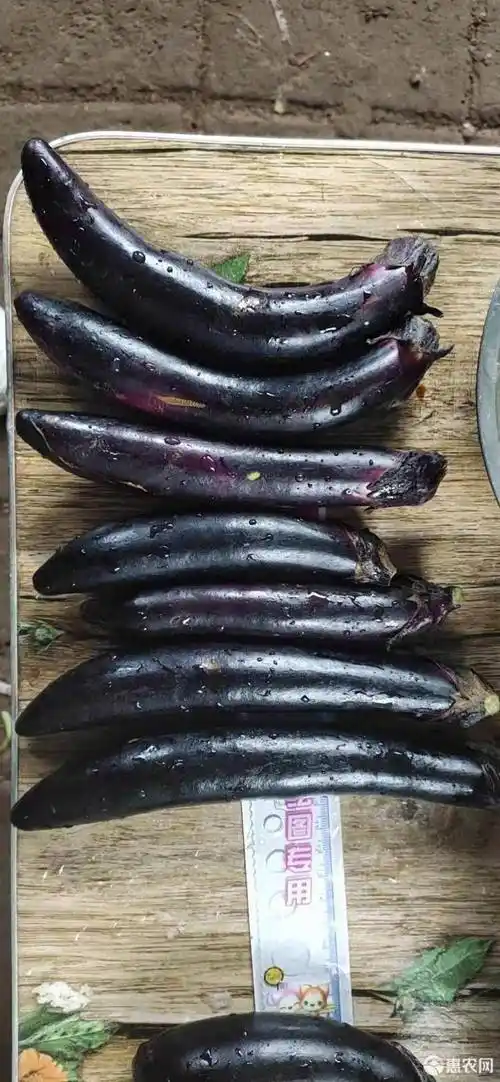 小长和真仙中长茄子大量出售