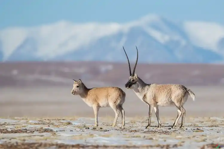 藏羚羊-贺获首页动物精华!