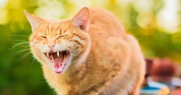 你不会还以为猫叫只是随随便便的吧猫咪看你的时候在想什么呢今天我们