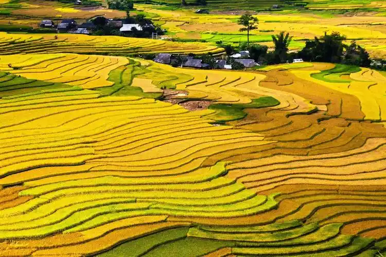 2,一片希望的田野1,越南的稻田风光图片摘要:桃源乡村田野高清摄影