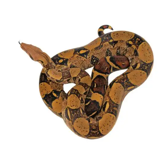 蛇图片爬行类动物蛇