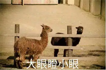 大眼瞪小眼gif斗图gif搞笑gif可爱gif萌萌哒gif