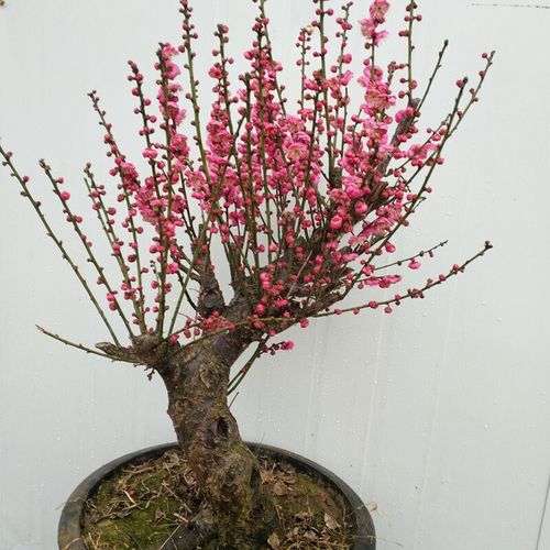 北方庭院地栽好养花卉耐寒植物室内阳台庭院花苗 嫁接红梅直径1厘米粗