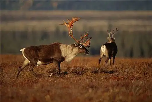 北美驯鹿,野生,驯鹿