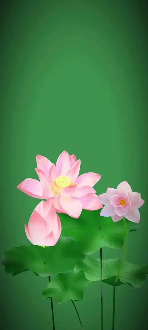 清新绿色护眼荷花壁纸