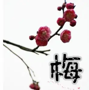 两朵梅花头像