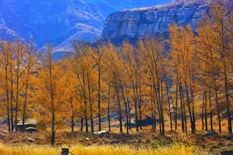 大山的清冷厚重与生命树的火热形成了鲜明对比