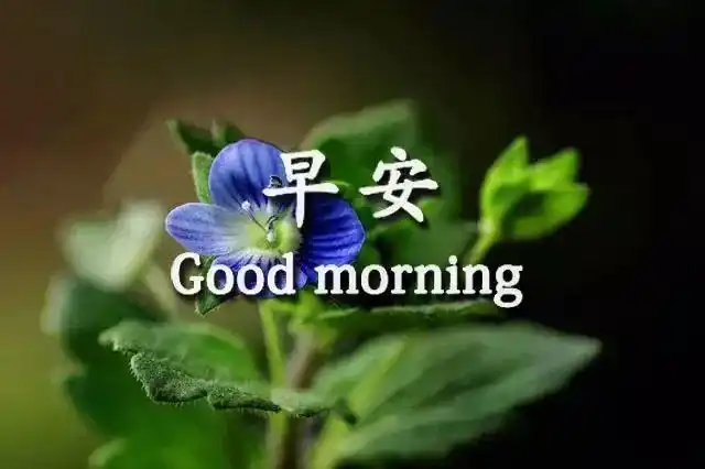 最新最美早安鲜花动画表情包带字 微信漂亮群发早上好图片动态表情