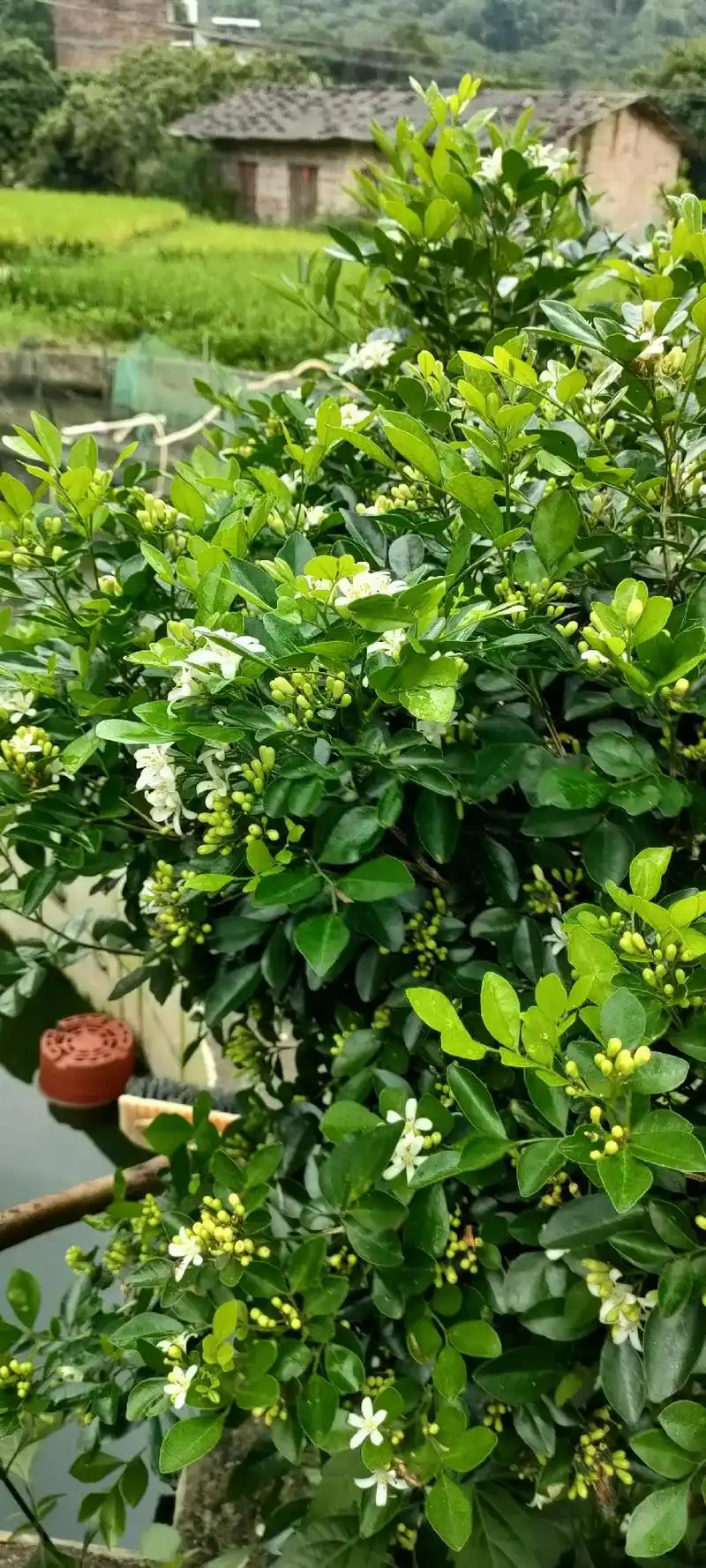 七里香盛开的景象───这是今年的第三次花了.