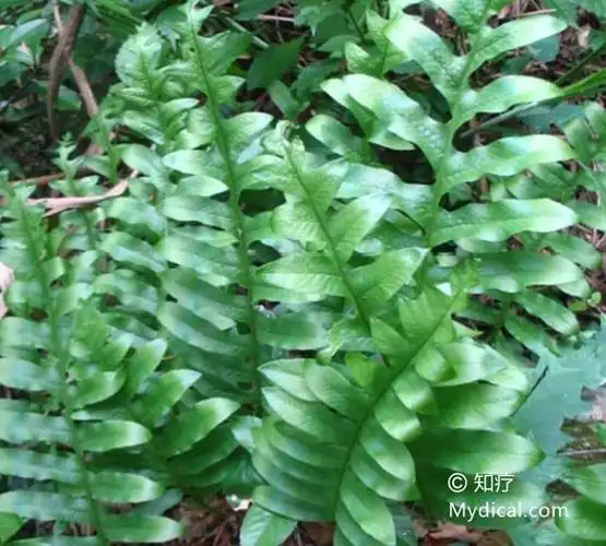 骨碎补图片(白毛骨碎补图片)