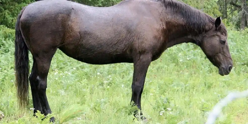 为什么马都是站着睡觉的难道它们不累吗看完真是意想不到