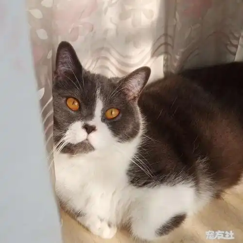 猫咪叫布丁,是英短蓝白小公猫,5月28号晚上十点半左.