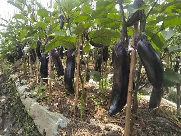 剑川茄子嫁接试验示范成效显著
