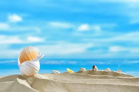 在沙滩上的贝壳在海边沙滩上的贝壳