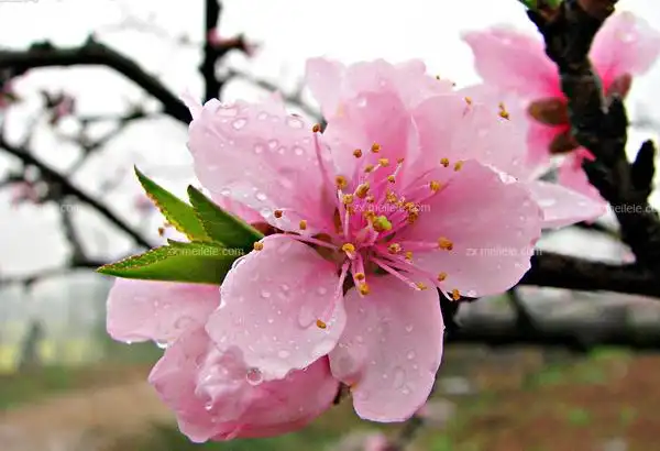 桃花的样子图片(桃花的样子图片简笔画)