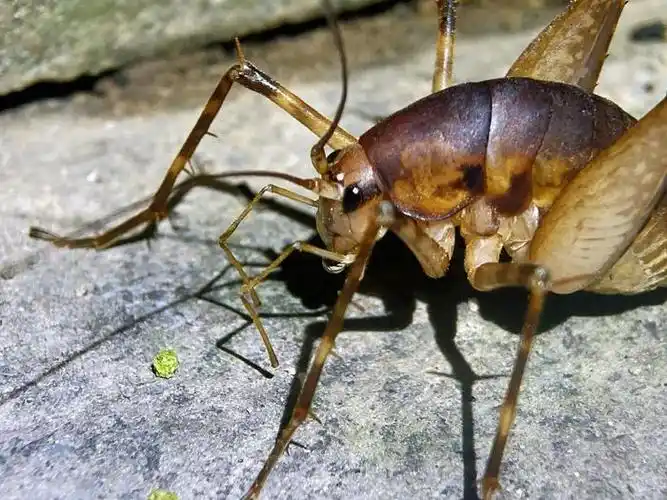 多么帅气肥硕的灶马呀