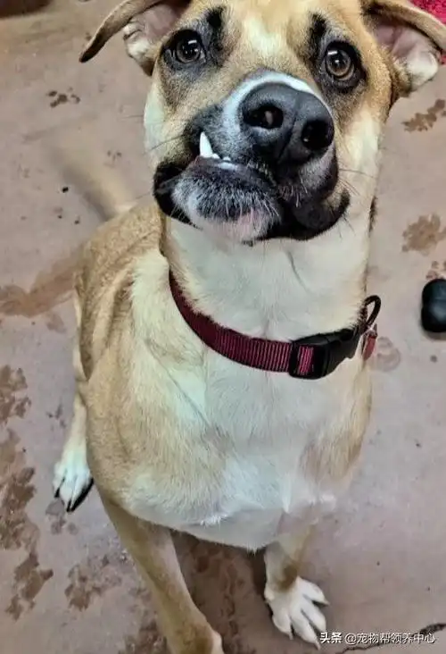 狗狗天生嘴歪脸斜好不容易被领养又遭退养但笑容超有感染力