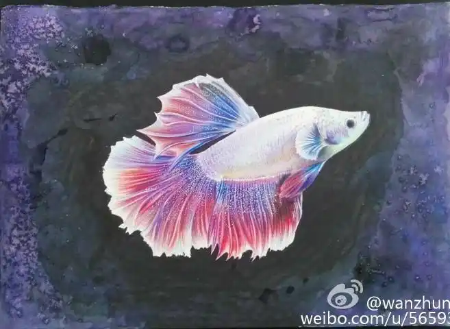 #彩铅手绘# 鱼(作者:@爱绘画的阿妮) - 堆糖,美图壁纸兴趣社区