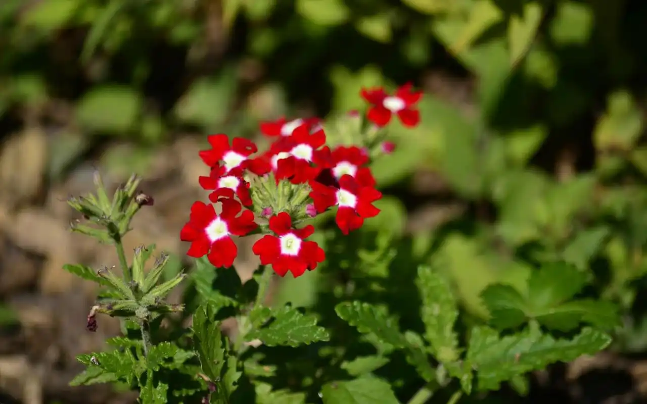 小清新花卉报春花娇艳多姿唯美绽放桌面壁纸高清大图预览1920x1200_植