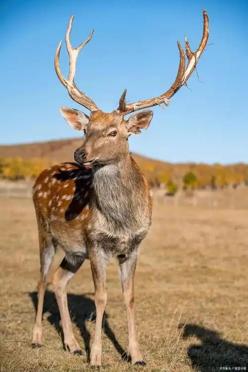 日本梅花鹿泛滥,数量高达400万只,为何日本毫无办法?