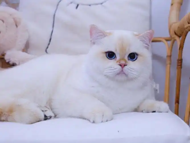 金点英短是你们喜欢的烤面包么