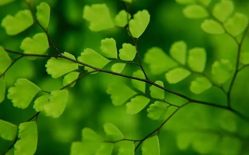小清新绿色护眼植物图片桌面壁纸
