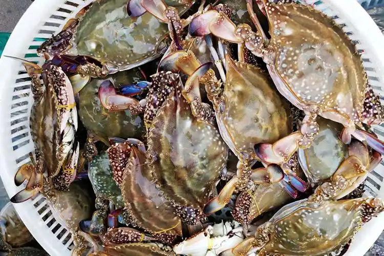 青岛地道海鲜,不信你不流口水