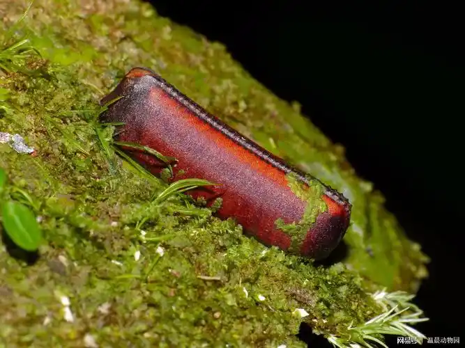 3.善待蟑螂天敌