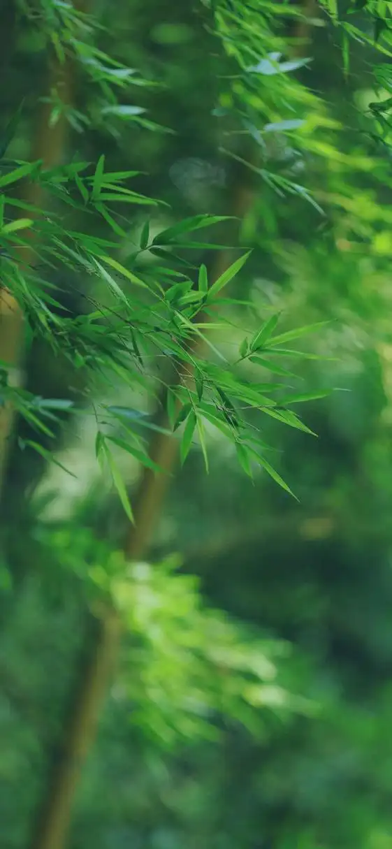 简单耐看的绿色护眼壁纸