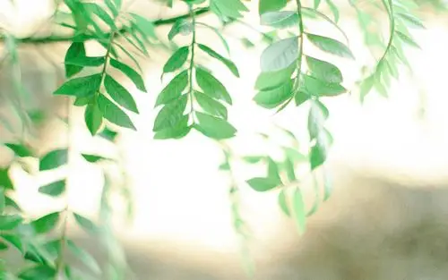 植物图片,风景,护眼,植物,自然风光,风景,电脑壁纸,壁纸绿色护眼的小