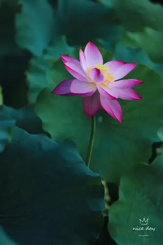 史上最美的十首荷花词!花不语,水空流,年年拚得为花愁!