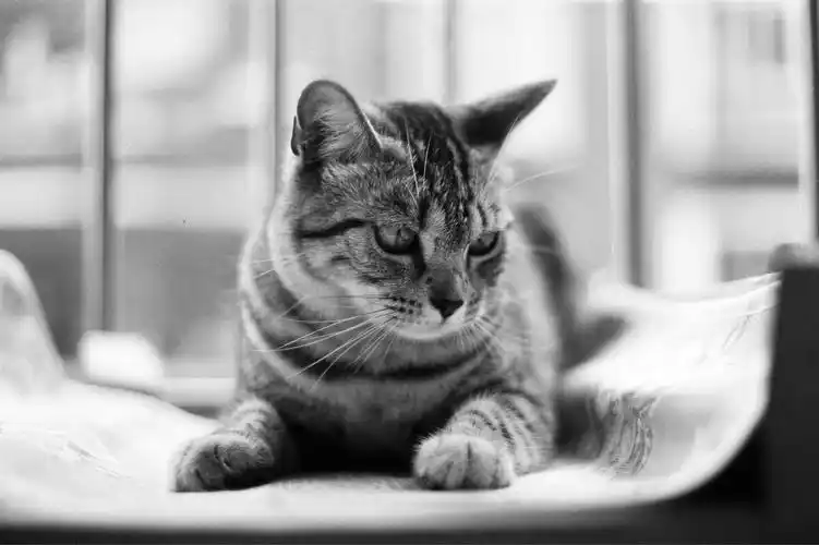 黑白胶片的高冷主子