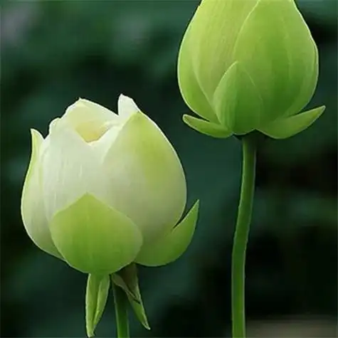 最漂亮荷花大全头像