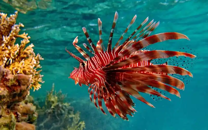 壁纸 水下,红色鱼,水,海