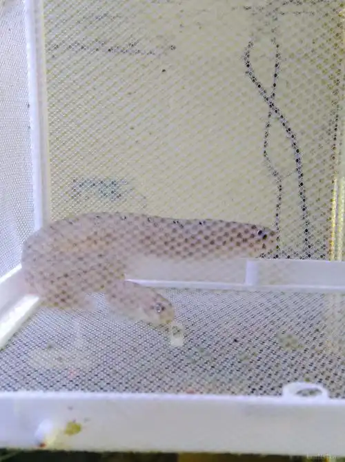 方氏云鳚(高粱叶鱼,面条鱼)