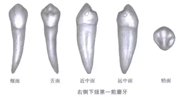 2022年口腔主治医师考点考情介绍-下颌前磨牙的牙体解剖特点