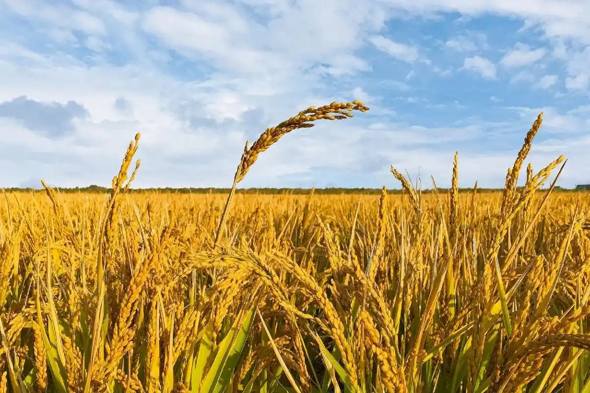 金秋收获季——风吹麦浪 稻子金黄 秋天是收获的季节,农作物迎来丰收!