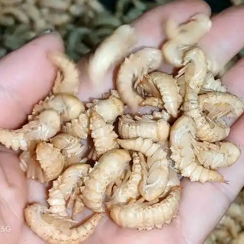 [大麦虫批发]高蛋白质麦蛹 蛋白虫高蛋白蛹 大麦虫 虫蛹 麦蛹价格28元