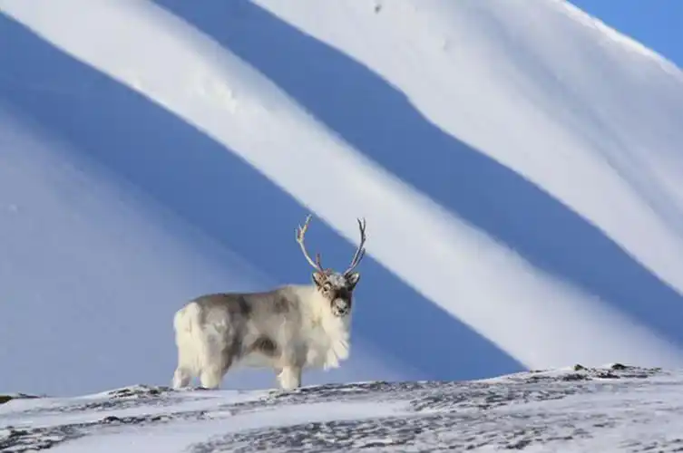 p>斯瓦尔巴德群岛驯鹿(学名:rangifer tarandus platyrhynchus)是