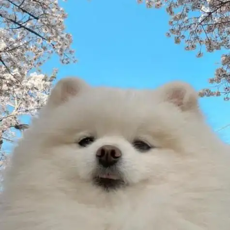 可爱萌宠头像狗狗