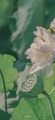 意境夏日荷花摄影手机壁纸