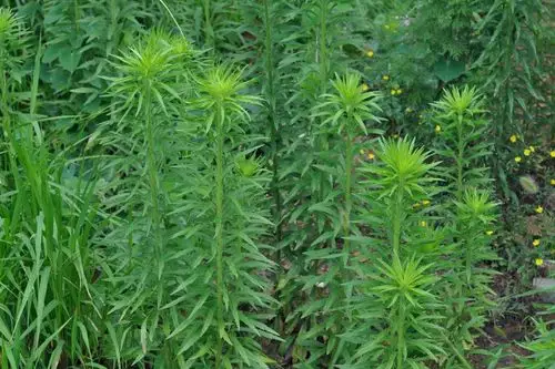 认识你身边的植物飞蓬