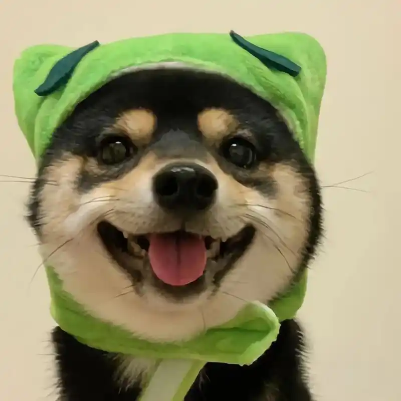 可爱狗狗.#搞怪头像 #沙雕头像 #狗狗头像 #萌宠出道计划 - 抖音