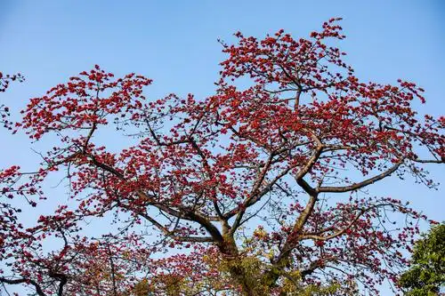 航拍广州最美木棉王中山纪念堂被花海包围了