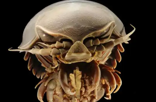 宇宙十大恐怖生物 十大恐怖的生物排名