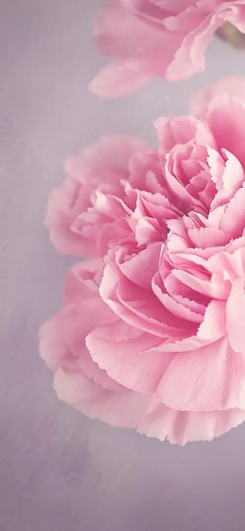 堆糖,美图壁纸兴趣社区